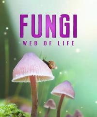 fungiweboflife.jpg
